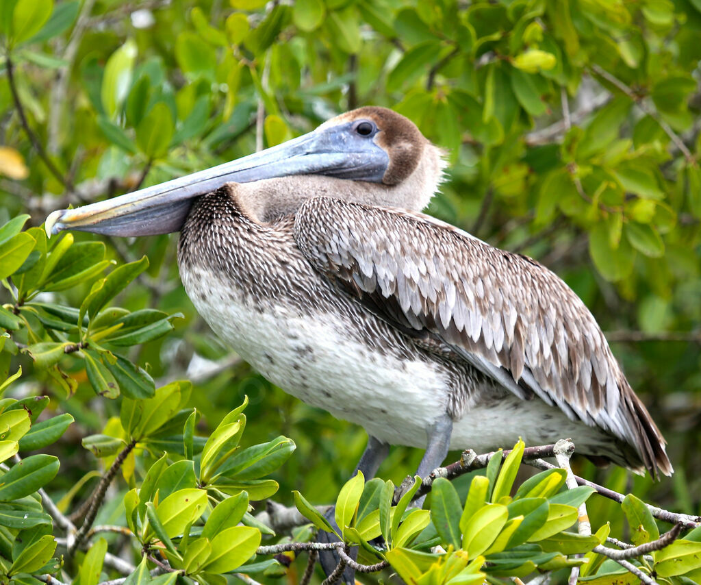 Pélican brun
