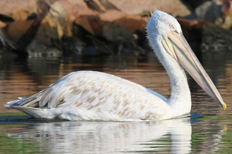 Dalmatian Pelican