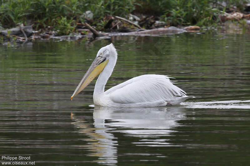 Dalmatian Pelicanadult transition, identification