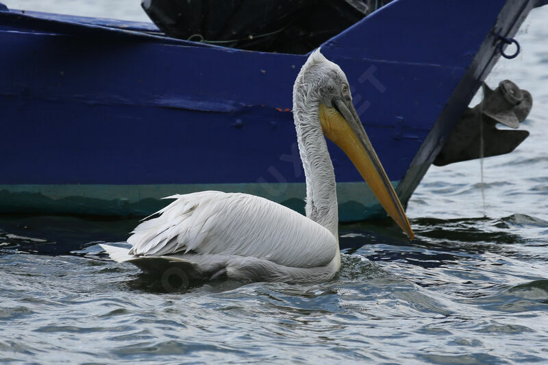 Dalmatian Pelican