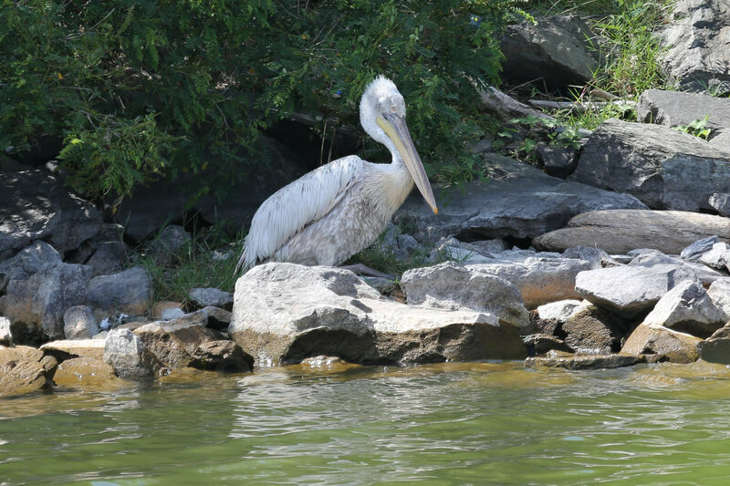 Dalmatian Pelican