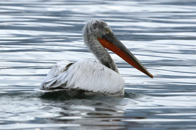 Dalmatian Pelican