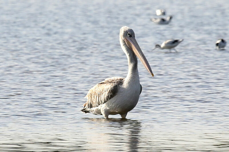 Pink-backed Pelican