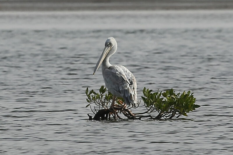 Pink-backed Pelican