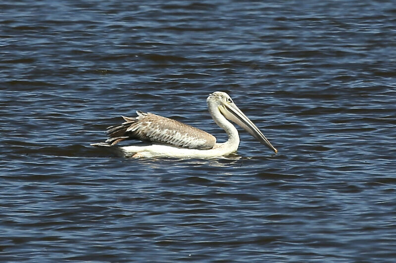 Pélican gris