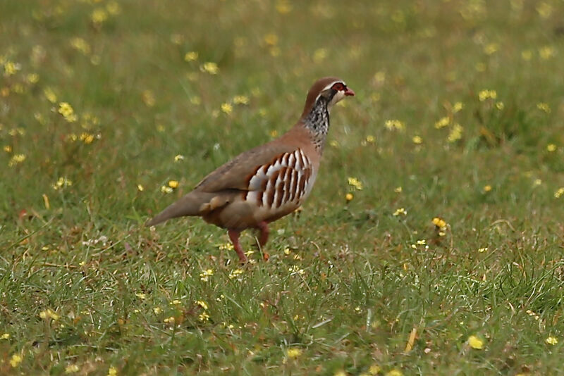 Red-legged Partridge