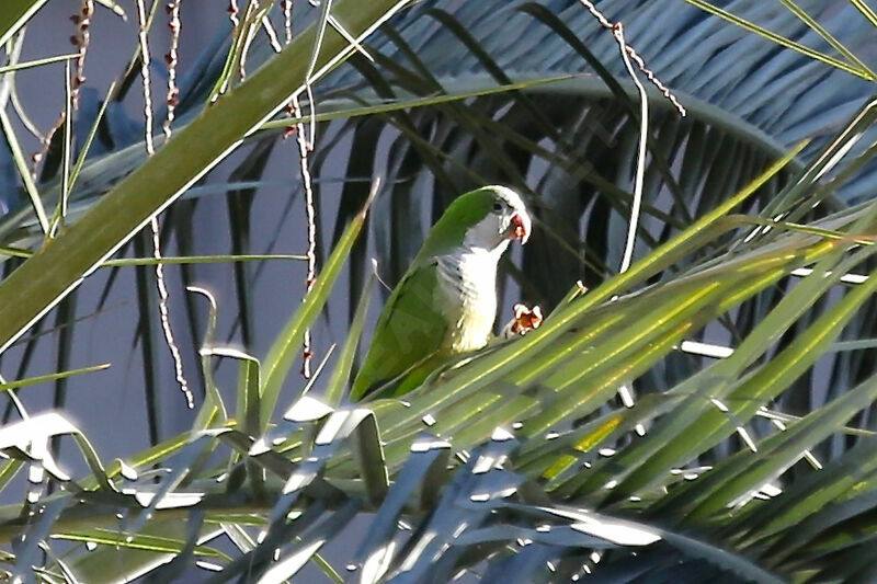 Monk Parakeet