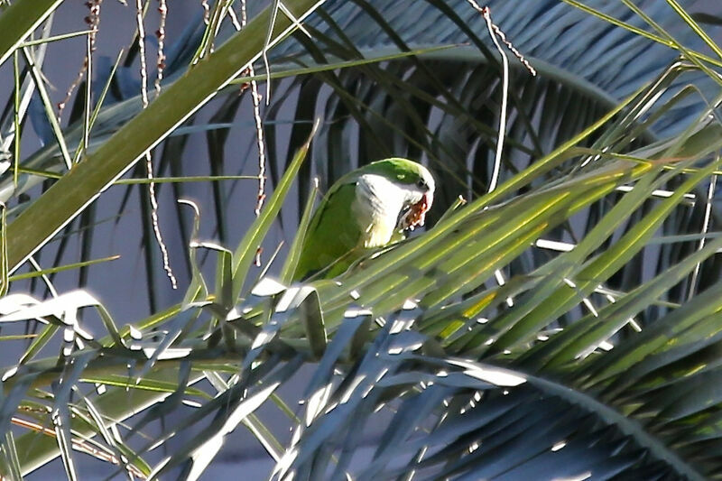 Monk Parakeet