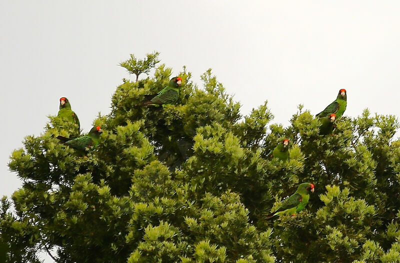 Red-fronted Parrot