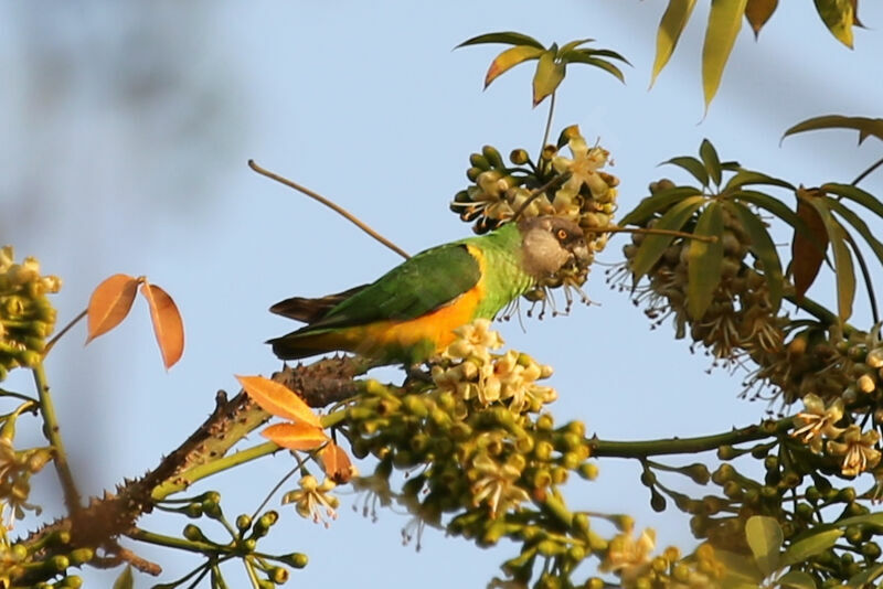 Senegal Parrot