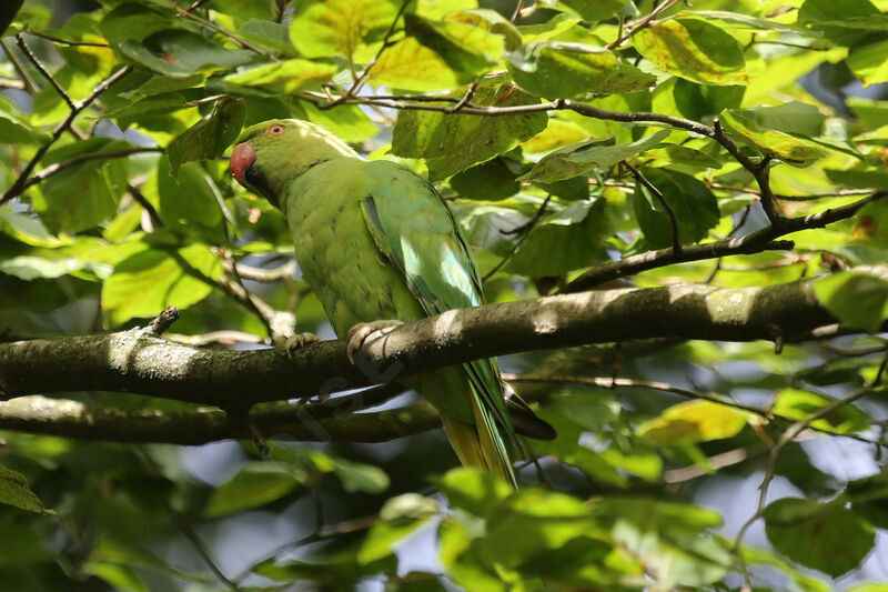 Rose-ringed Parakeet