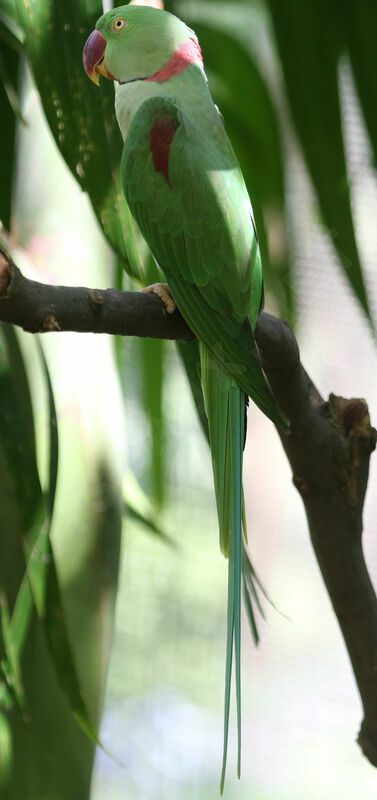 Alexandrine Parakeet