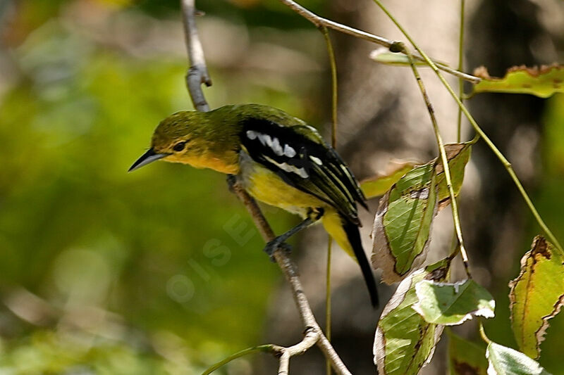 Common Iora