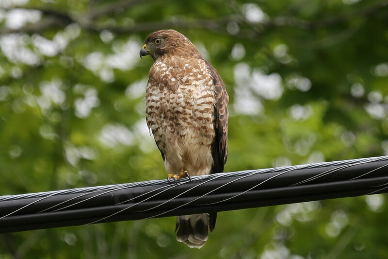 Broad-winged Hawk