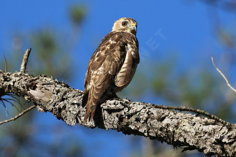 Broad-winged Hawk