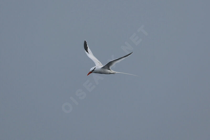 Red-billed Tropicbird