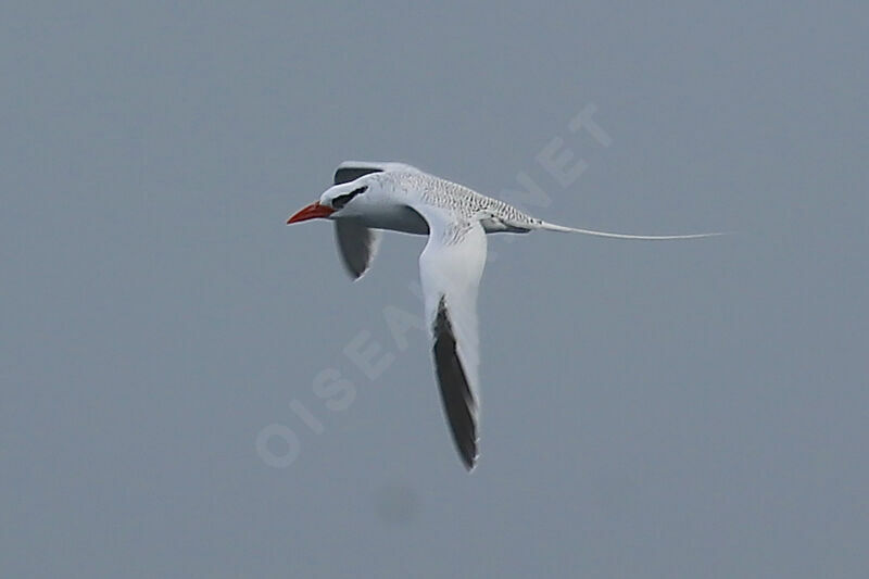 Red-billed Tropicbird