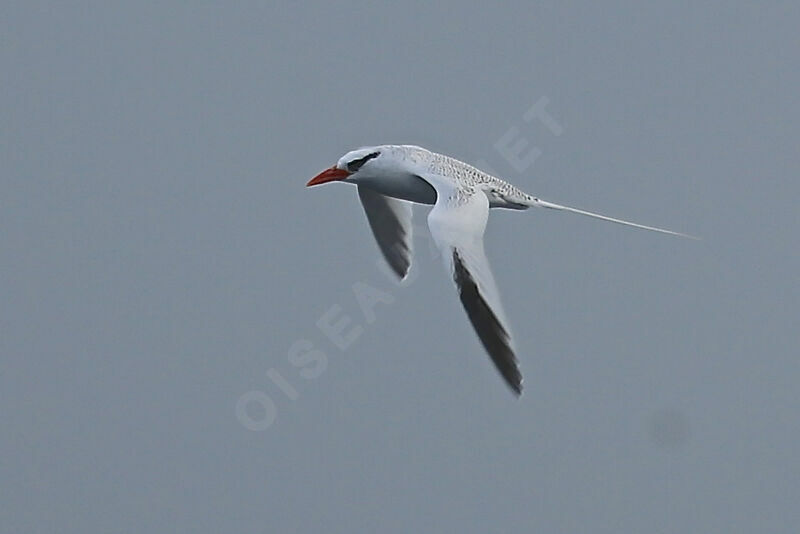 Red-billed Tropicbird