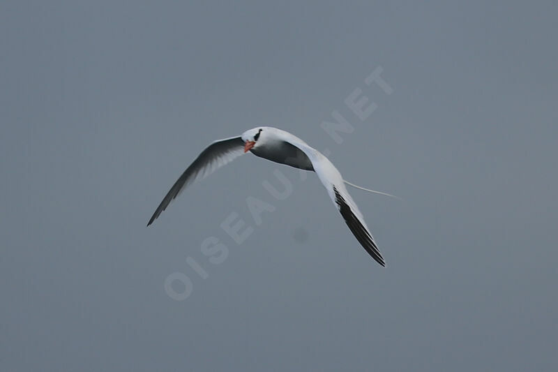 Red-billed Tropicbird