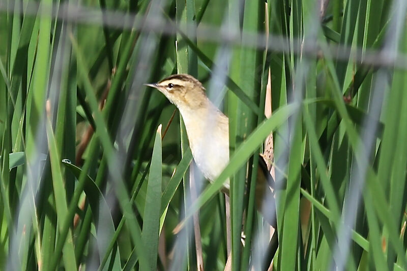 Sedge Warbler