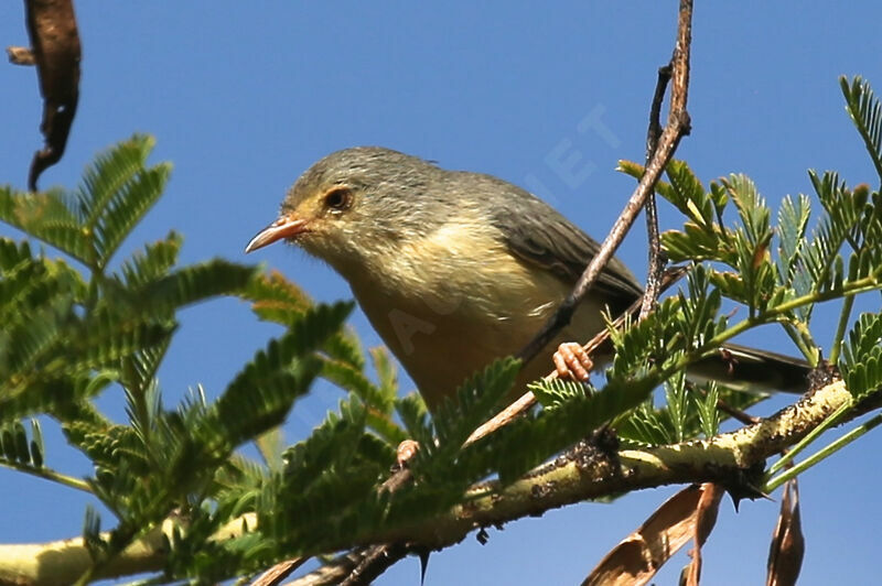 Phyllolaïs à ventre fauve