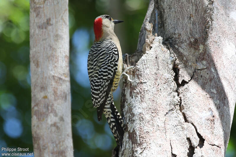 West Indian Woodpecker female adult, identification