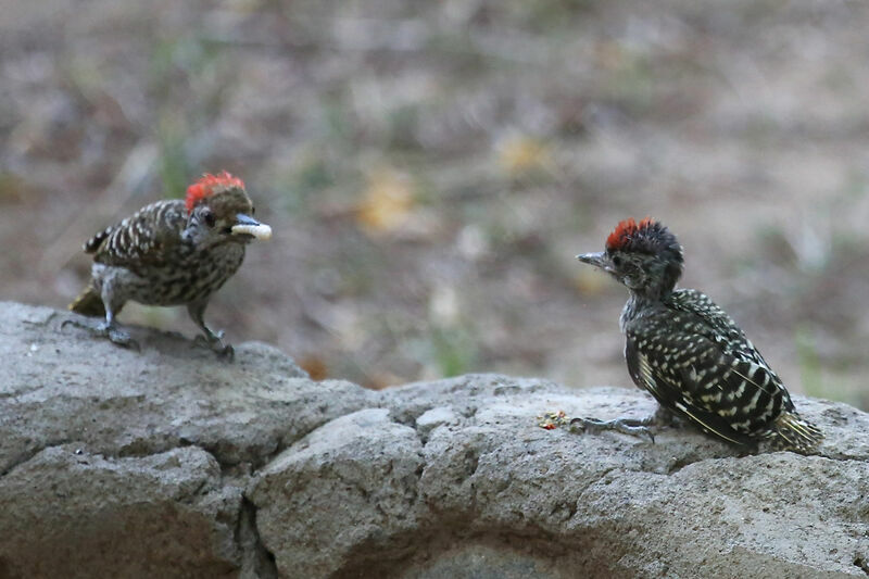 Pic cardinalPoussin