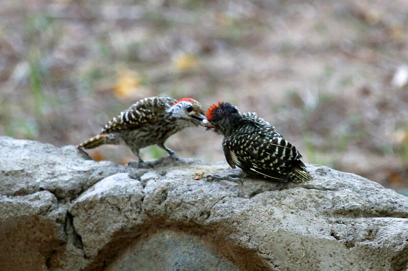 Cardinal Woodpecker