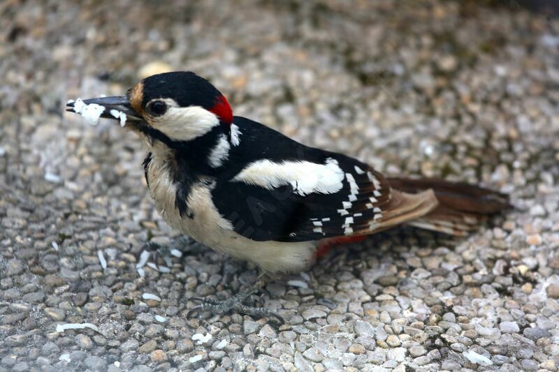 Great Spotted Woodpecker