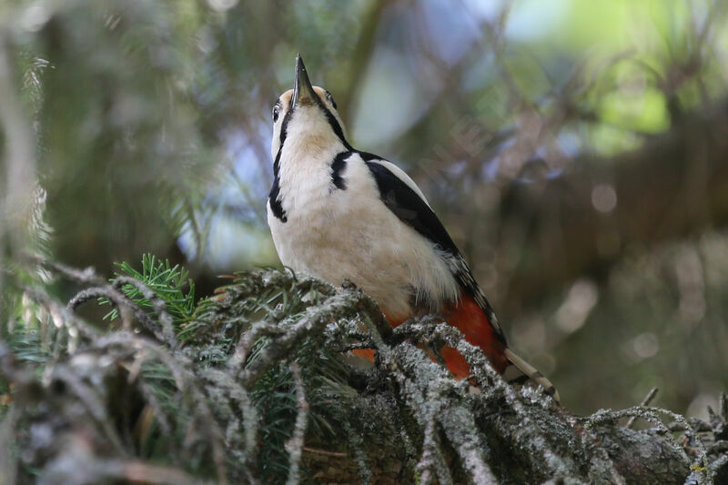 Great Spotted Woodpecker