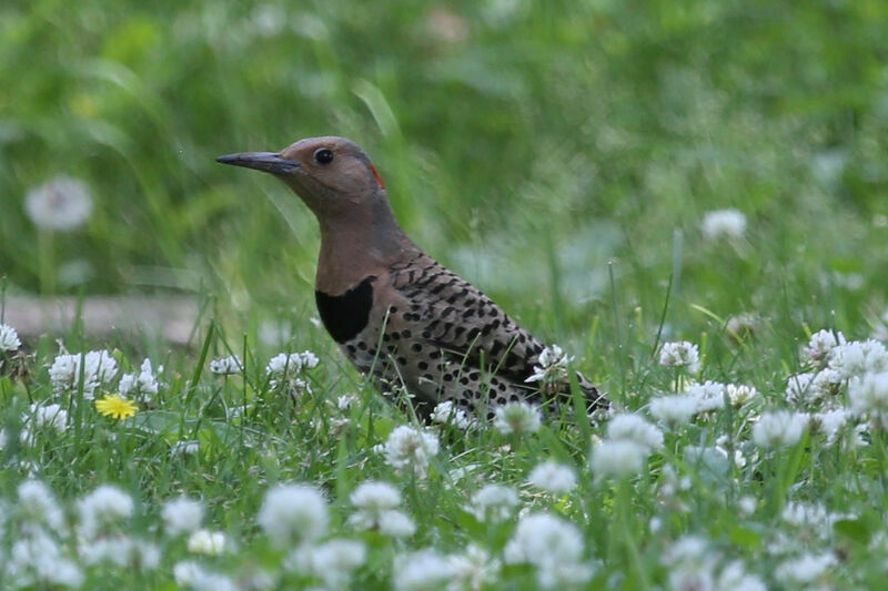 Northern Flicker