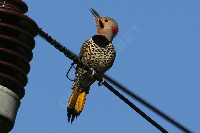 Northern Flicker