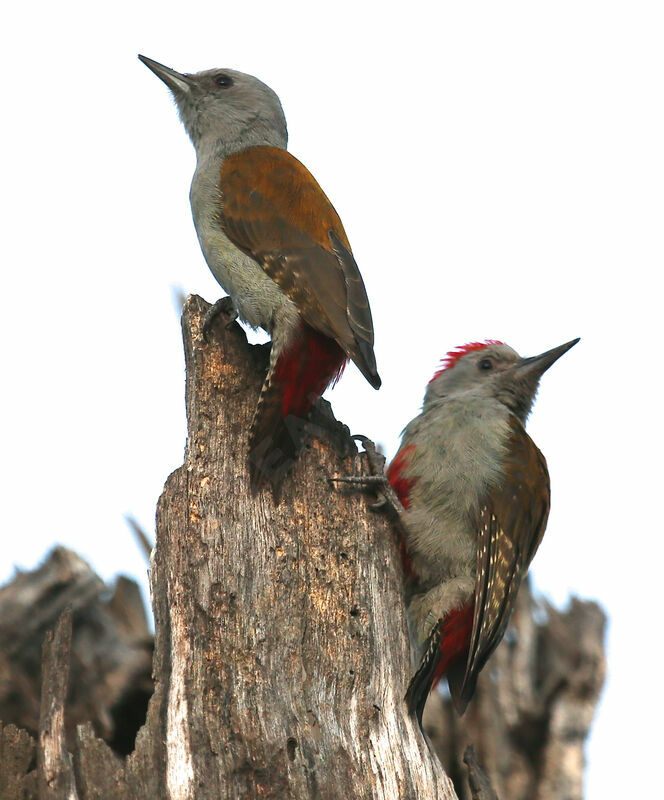 African Grey Woodpecker