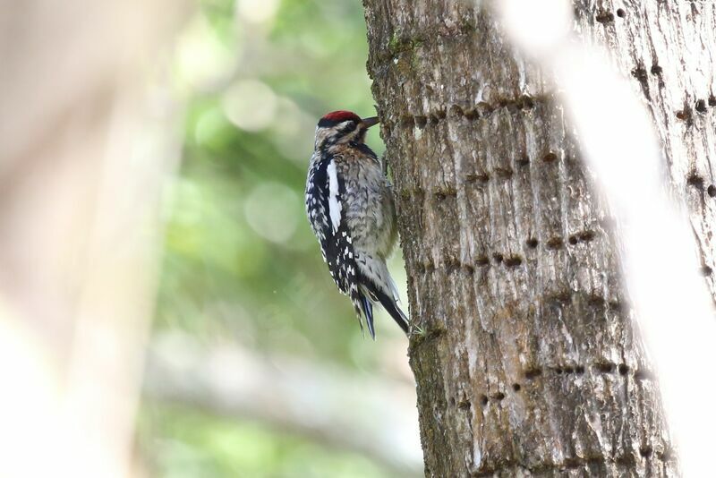 Yellow-bellied Sapsucker