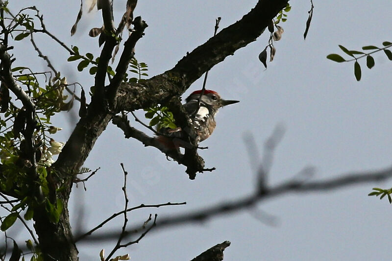 Middle Spotted Woodpecker