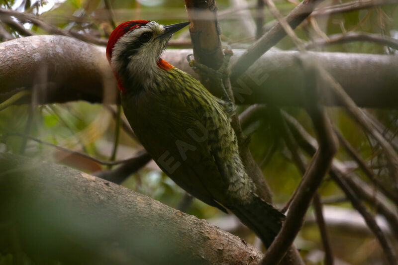 Cuban Green Woodpecker