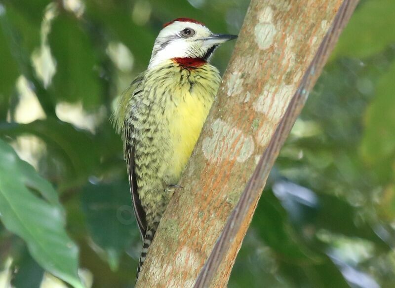 Cuban Green Woodpecker