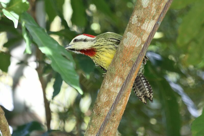 Cuban Green Woodpecker