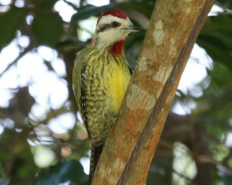 Cuban Green Woodpecker