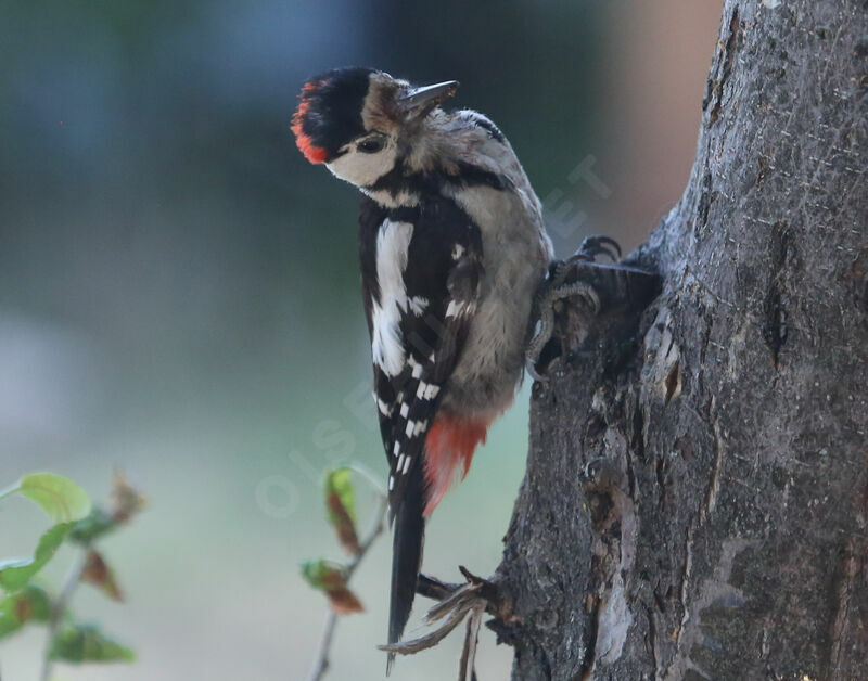 Syrian Woodpecker