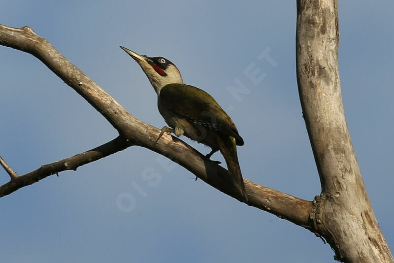 European Green Woodpecker