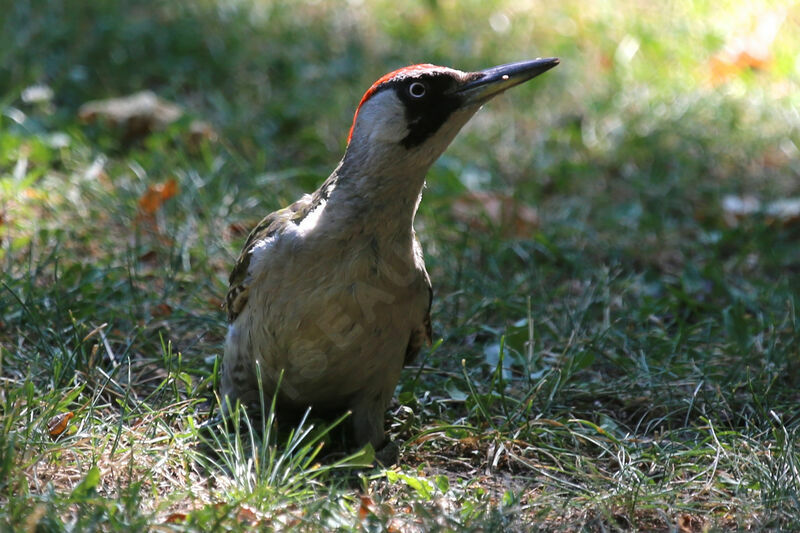 European Green Woodpecker