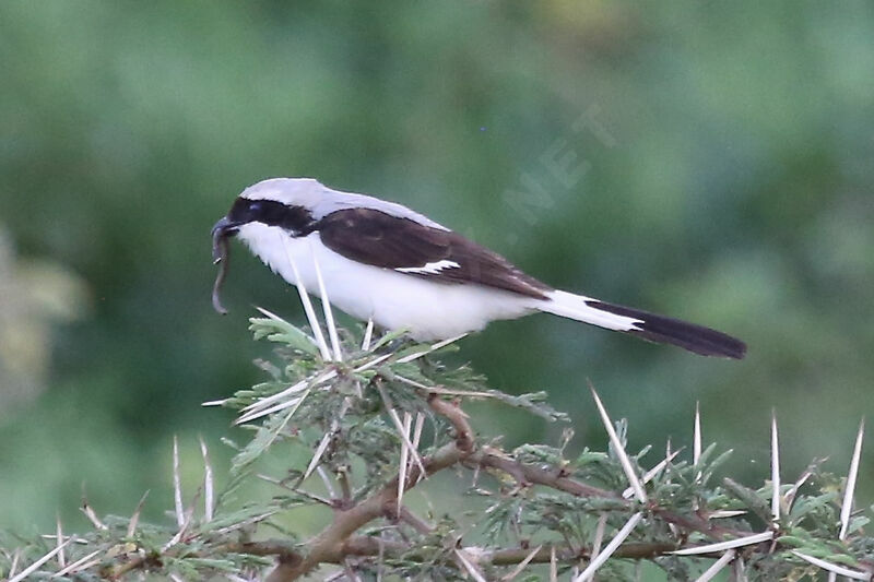 Grey-backed Fiscal