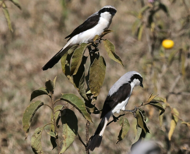 Grey-backed Fiscal