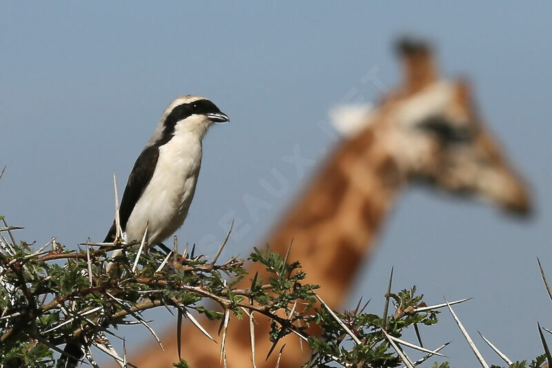 Grey-backed Fiscal