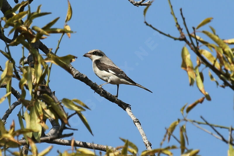 Lesser Grey Shrike