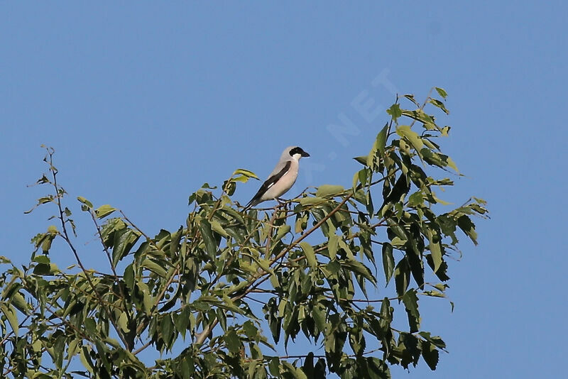 Lesser Grey Shrike