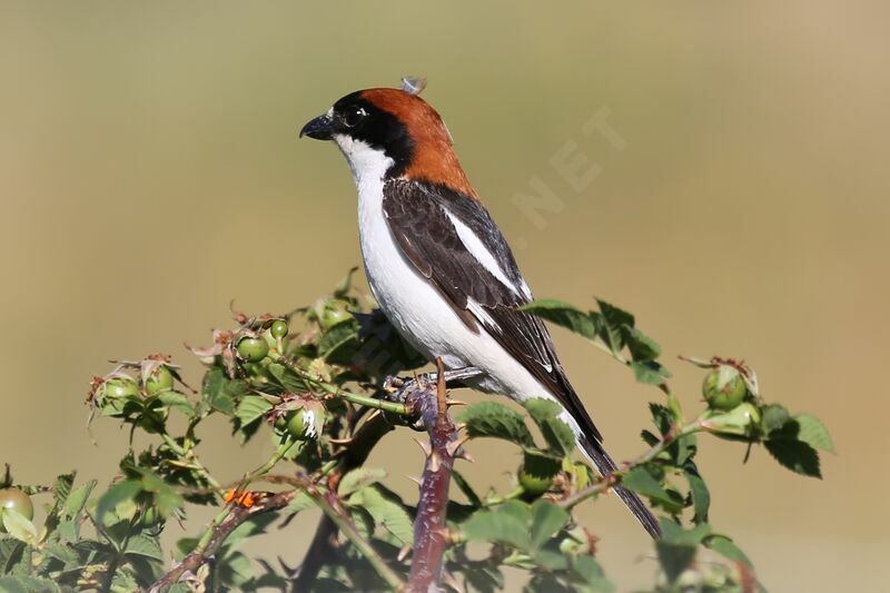 Woodchat Shrike