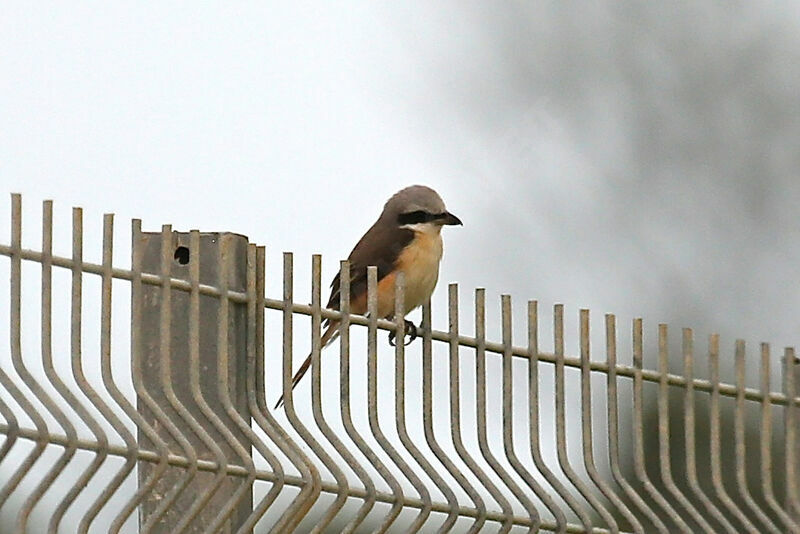 Brown Shrike