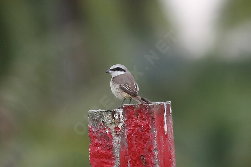 Brown Shrike